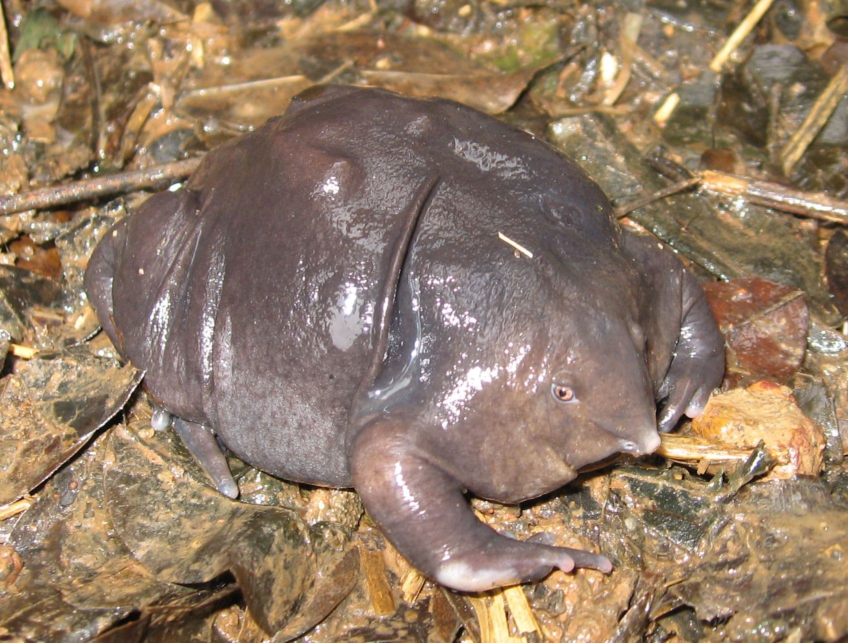 The Purple Pig