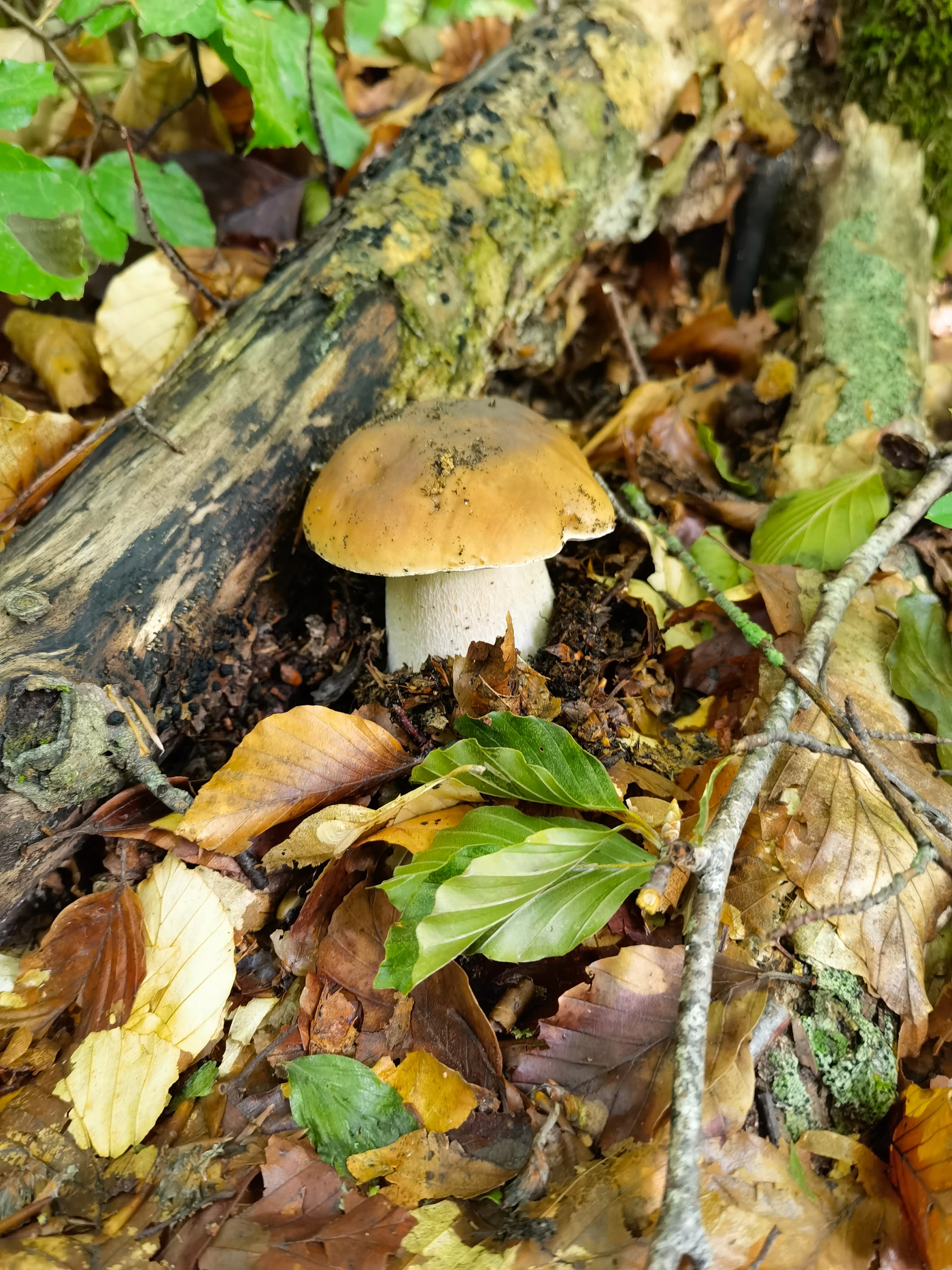 Edulis
